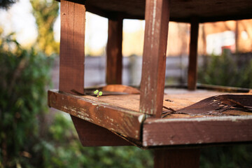 Tiny Seedling Growing Through Old Wood – Resilience and Hope Nature Concept