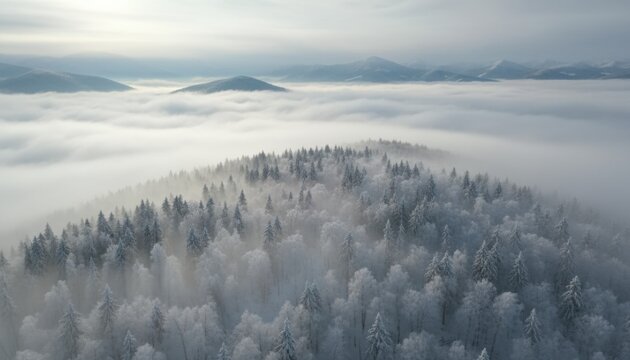 misty winter forest landscape with frosty tree canopy creating serene nature scene suitable for calm seasonal travel inspiration - Powered by Adobe