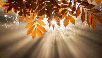 Golden maple leaves on the ground and bright orange foliage on the tree branches illustrate the beautiful autumn season, illuminated by the sun's light in the forest