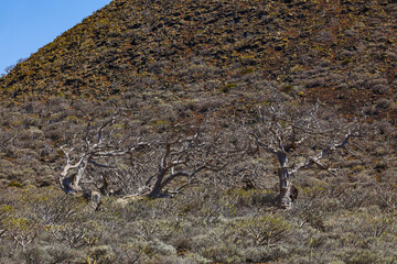 Volcanic landscape near Orchilla lighthouse on the southwest coast of the El Hierro island, Canary Archipelago, Spain, Europe	