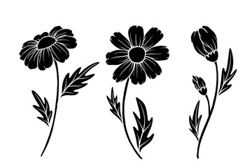 Set of silhouettes of wildflowers, meadow flowers, chamomile buds. Vector graphics.