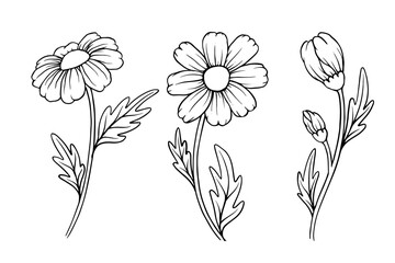 Set of sketches of wildflowers, meadow flowers, chamomile buds. Vector graphics.