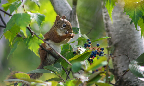 Red squirrel eating berries on a tree branch - Powered by Adobe