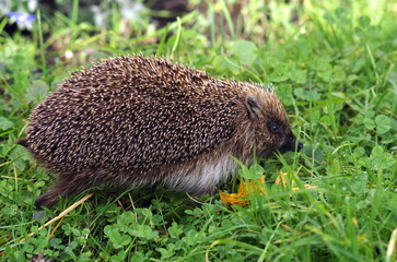 hedgehog in the grass