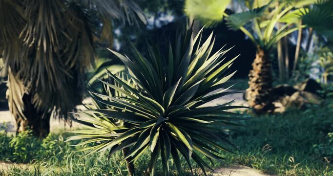 A lush tropical garden showcases various green plants under bright sunlight. The spiky leaves of an agave like plant stand out among palm trees in the serene setting.