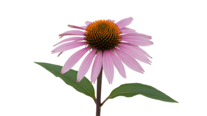 Isolated image of a single echinacea flower with pink petals and a brown center on a black background