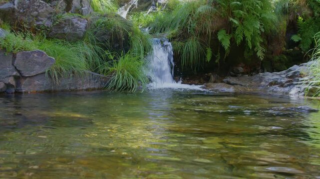 Arroyo sereno fluyendo entre piedras y vegetaci&oacute;n
