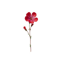 A delicate red flower with vivid petals and slender stem showcasing its beauty on a dark canvas, highlighting the intricate details of nature on transparent background.