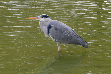 Nancy, France - October 22nd 2024 : View on a Grey heron standing in the middle of green water in the La Meurthe river in Nancy.
