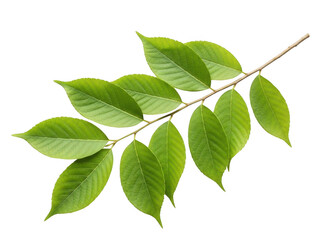 Green branch with serrated leaves isolated on transparent background