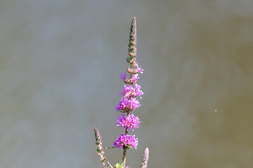 Close up of purple loosestrife (lythrum salicaria) flowers in bloom