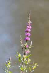 Close up of purple loosestrife (lythrum salicaria) flowers in bloom