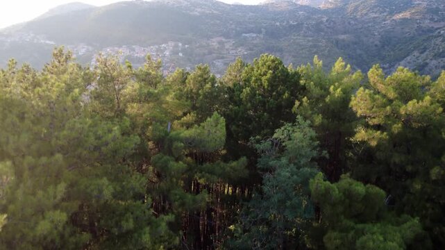 A traditional stone village is revealed through a dense pine forest.