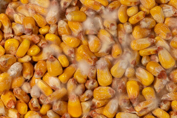 Corn kernels in storage with white fuzzy mold. Corn storage, grain bin problems and management concept.