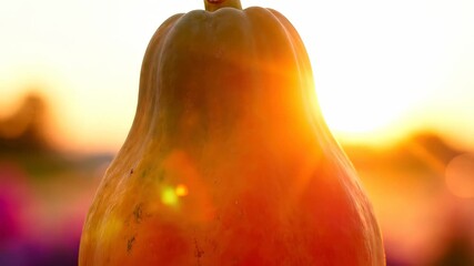 A ripe papaya rests on a surface, showcasing its smooth skin transition from green to vibrant orange. The warm sunlight creates a soft glow, highlighting the fruit's natural beauty