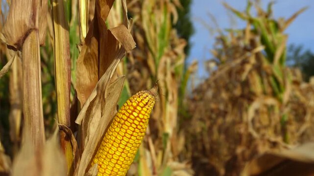 A single ripe golden ear of corn stands prominently in a field of dry brown stalks under a clear blue sky, ready for harvest.