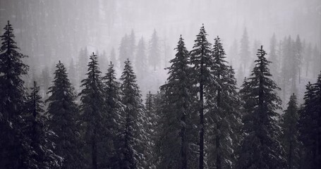 Snow falls gently on a dense forest of evergreen trees, creating a serene winter atmosphere. The scene captures the quiet beauty of nature in the early morning light. - Powered by Adobe