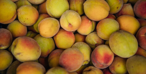 Ripe little peaches, autumn harvest. An orchard.