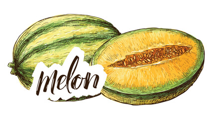 Vibrant Melon Drawing with "Melon" Text - Creative Vector Illustration