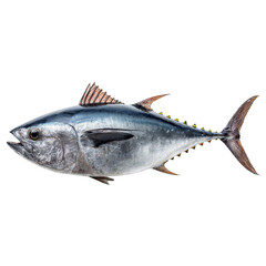 Detailed depiction of a vibrant and realistic fish showcasing its scales, fins, and anatomy in a naturalistic style on transparent background