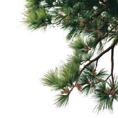 Detailed close-up of lush green pine branches showcasing vibrant foliage and intricate textures, ideal for nature-themed projects on transparent background