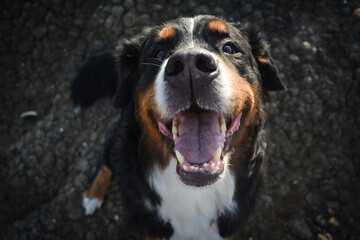 joyful Bernese Mountain Dog with a happy smile. For pet care advertisements, veterinary clinic promotions, animal adoption campaigns, dog breed profiles, or social media content about pets
