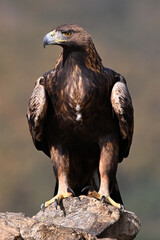 Fototapeta premium a majestic golden eagle in the mountain