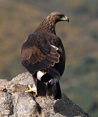 Fototapeta premium a majestic golden eagle in the mountain