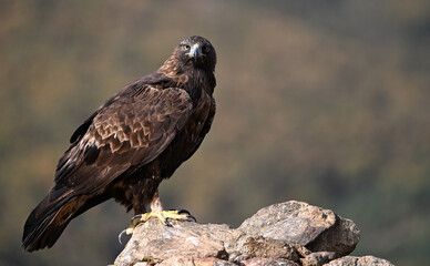 a powerful majestic eagle in the mountain on spain