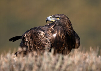 a powerful majestic eagle in the mountain on spain