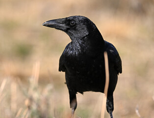 a powerful black raven in the field