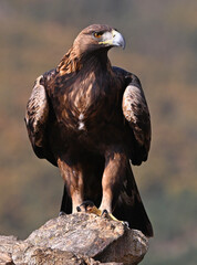 a powerful majestic eagle in the mountain on spain