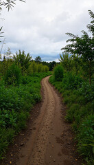 Winding dirt path through lush greenery under overcast sky  