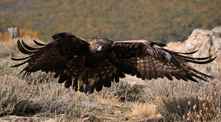 a majestic golden eagle in the mountain on spain (aquila chrysaetos)