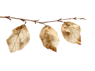 Three dry skeleton leaves on a bare branch