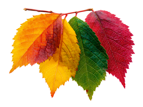 Array of autumn leaves in transition colors