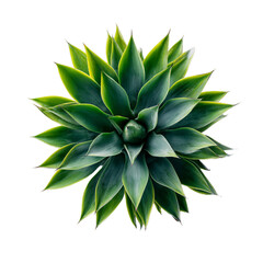 Vibrant Green Succulent Plant with Sharp Leaves Symmetrically Arranged, Showcasing Natural Beauty on Transparent Background