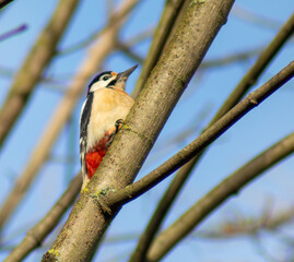 Woodpecker (Dendrocopos major) Berlin, Germany