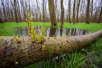 Spring Renewal - New Growth on Fallen Log in Wetland Landscape