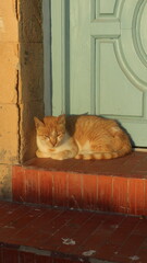 Ginger Cat Sleeping on Doorstep in Sunlight