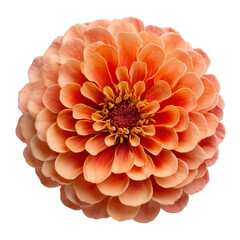 Vibrant Bloom of a Peach Zinnia Flower Exuding Natural Beauty and Elegance on Transparent Background