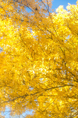 autumn foliage with soft breezes, vibrant autumn leaves shimmering and rustling in gentle wind