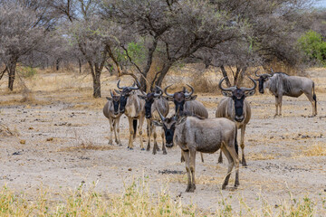 Wildebeests (Connochaetes) at the Serengeti national park, Tanzania. Great migration. Wildlife photo