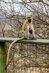 Vervet monkey female with her kid (Chlorocebus pygerythrus) at the Serengeti national park, Tanzania