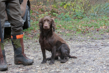 Wet brown hunting dog sitting by hunter&rsquo;s boots outdoors
