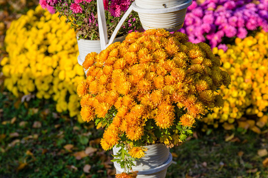 Blooming chrysanthemums in a flower pot at autumn - Powered by Adobe