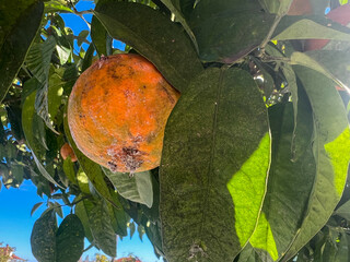 Close up of citrus fruit on tree showing fungal damage and visible peel decay