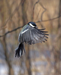 The flight of A titmouse flying through the forest on a sunny spring day. Great Tit (Parus major) fly up to the bird feeder.