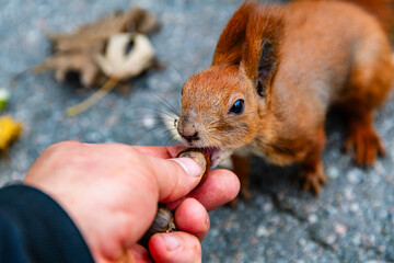Man feeding red squirrel in a city park