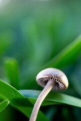 Wild mushroom among the leaves of a grass.